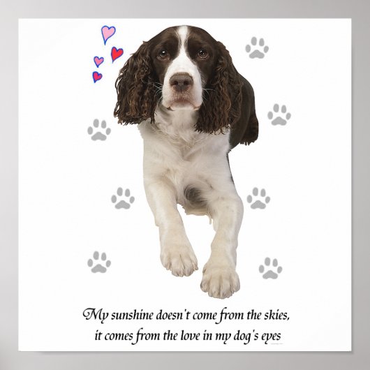 Englischer Springer Spaniel Hund Poster (Vorne)