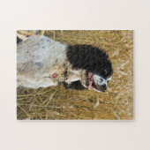 englischer Springer Spaniel in wheat.png Puzzle (Horizontal)