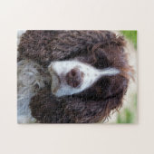englischer Springer spaniel.png Puzzle (Horizontal)