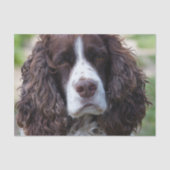 englischer Springer spaniel.png Seidenpapier (Vorderseite)