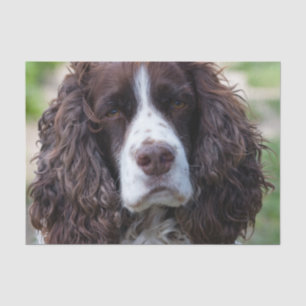 englischer Springer spaniel.png Seidenpapier