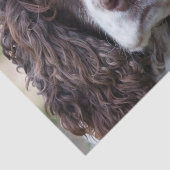 englischer Springer spaniel.png Seidenpapier (Ausschnitt)