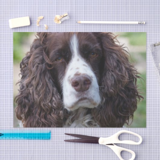 englischer Springer spaniel.png Seidenpapier (Handwerk)