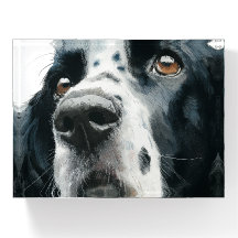 Englischer Springer Spaniel-Porträt mit Ticking