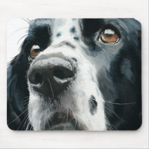 Englischer Springer Spaniel-Porträt mit Ticking