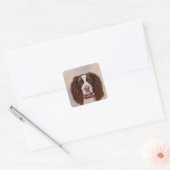 ENGLISCHER SPRINGER SPANIEL QUADRATISCHER AUFKLEBER (Umschlag)