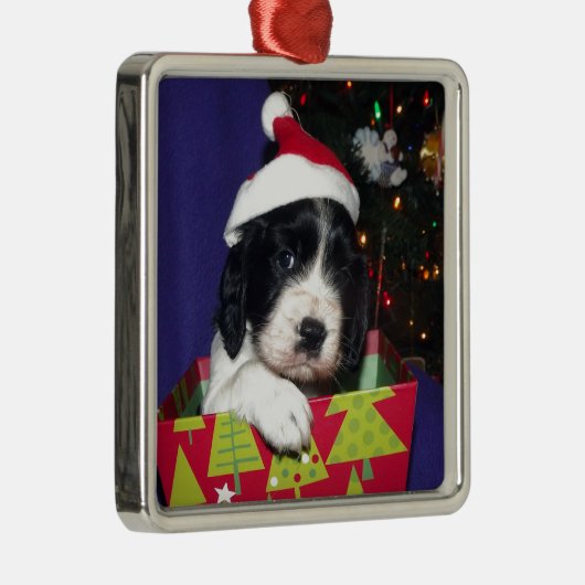 Englischer Springerschwarzweiss-spaniel Christma Silbernes Ornament (Rechts)
