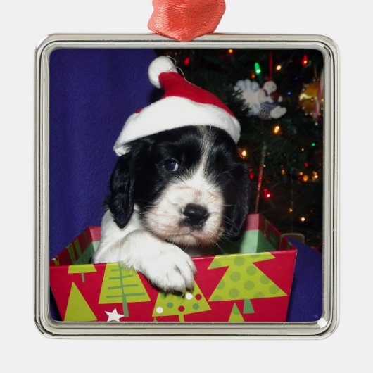 Englischer Springerschwarzweiss-spaniel Christma Silbernes Ornament (Vorne)
