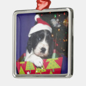 Englischer Springerschwarzweiss-spaniel Christma Silbernes Ornament (Links)