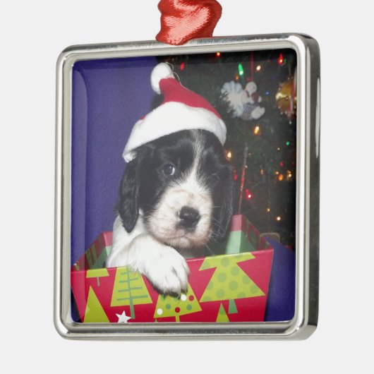 Englischer Springerschwarzweiss-spaniel Christma Silbernes Ornament (Links)