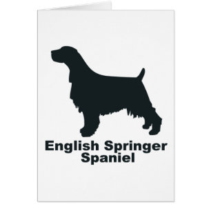 Englischer SpringerSpaniel