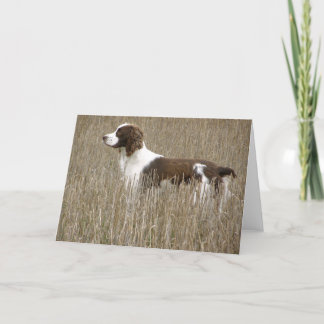 Englischer SpringerSpaniel - Gruß-Karte Karte