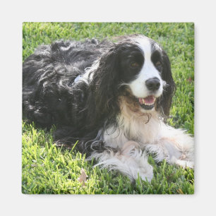 Englischer SpringerSpaniel Magnet