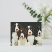 Englischer Springerspaniel-Welpen (2) Postkarte (Stehend Vorderseite)
