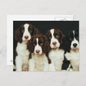 Englischer Springerspaniel-Welpen (2) Postkarte (Vorne/Hinten)