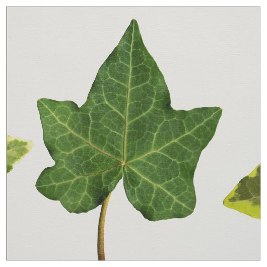 Englisches Efeu-Blätter Stoff (Muster)