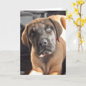 Englisches Mastiff-Welpe notecard Karte (Gelbe Blume)