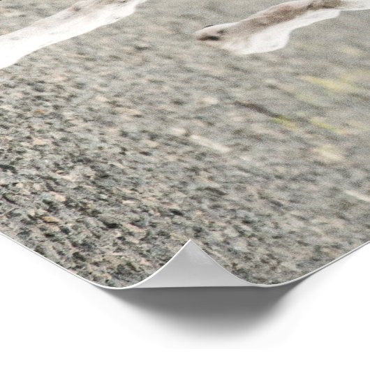 Englisches Pointer Poster (Ecke)