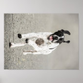 Englisches Pointer Poster (Vorne)