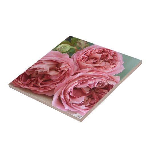 Englisches Rosen-Erbe Davids Austin altmodisch Fliese (Seite)