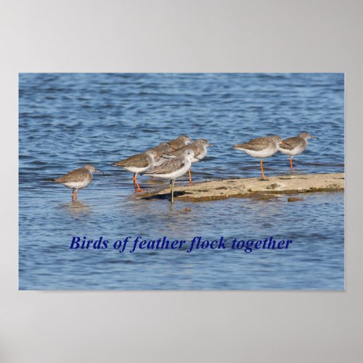 English Bird Proverb Poster (Vorne)