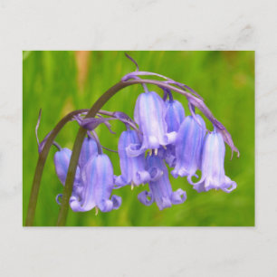English Bluebell Blume Postcard Postkarte