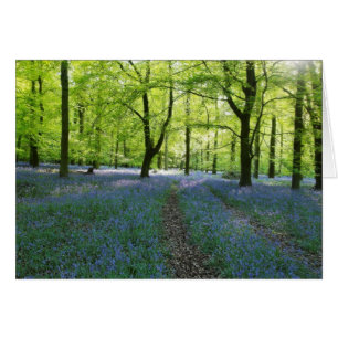 English Bluebells