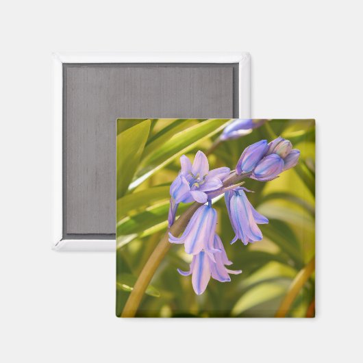 English Bluebells Magnet (Vorderseite/Rückseite)