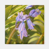 English Bluebells Magnet (Vorne)