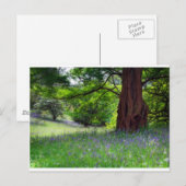 English Bluebells Postkarte (Vorne/Hinten)