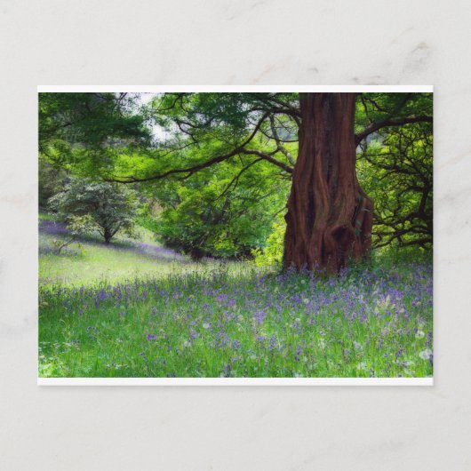 English Bluebells Postkarte (Vorderseite)