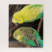 English Budgie Parakeet Bird Puzzle (Vertikal)