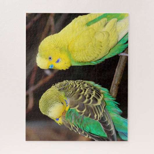English Budgie Parakeet Bird Puzzle (Vertikal)
