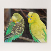 English Budgie Parakeet Bird Puzzle (Horizontal)