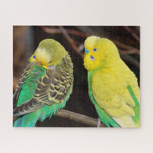 English Budgie Parakeet Bird Puzzle (Horizontal)