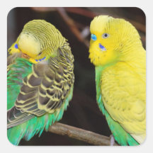 English Budgie Parakeet Bird