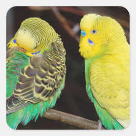 English Budgie Parakeet Bird Quadratischer Aufkleber