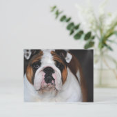 English Bull Dog Foto Post Card Postkarte (Stehend Vorderseite)