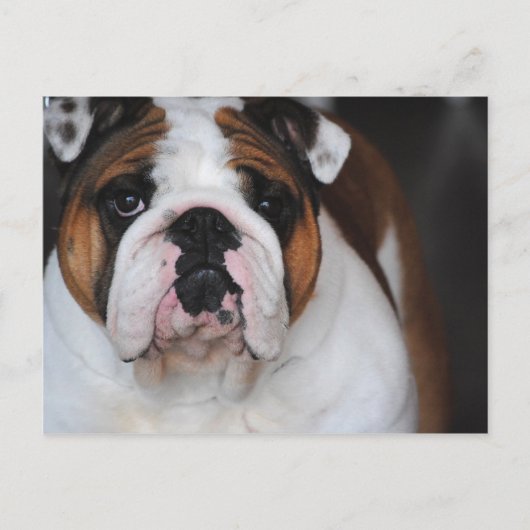 English Bull Dog Foto Post Card Postkarte (Vorderseite)