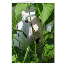 English Bull Terrier pinkelt durch die Blätter