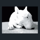 English Bull Terrier, Pop Art Print Poster<br><div class="desc">English Bull Terrier Pop Art Print. Schwarz-Weiß-Vektor Pop Kunstdruck. Erhältlich als Plakat,  Kunstdruck und Leinwand.</div>