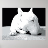 English Bull Terrier, Pop Art Print Poster (Vorne)
