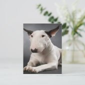 English Bull Terrier Postcard Postkarte (Stehend Vorderseite)
