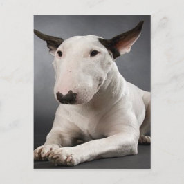 English Bull Terrier Postcard Postkarte