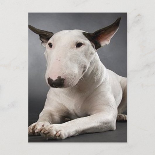 English Bull Terrier Postcard Postkarte (Vorderseite)