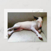 English Bull Terrier Postkarte (Vorne/Hinten)