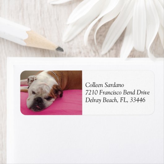 English Bulldog (Insitu)