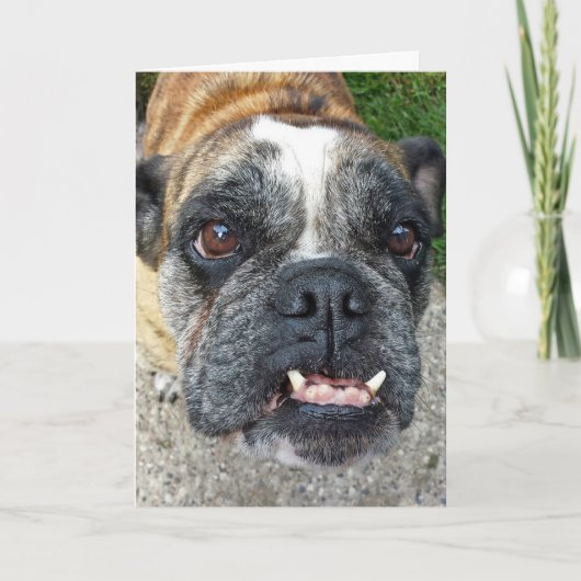 English Bulldog Birthday Karte (Vorderseite)