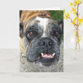 English Bulldog Birthday Karte (Gelbe Blume)