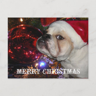 English Bulldog Christmas Feiertagspostkarte